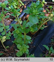 Portulaca oleracea ssp. sativa (portulaka pospolita siewna)