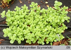 Portulaca oleracea ssp. sativa (portulaka pospolita siewna)