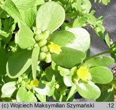 Portulaca oleracea ssp. sativa (portulaka pospolita siewna)