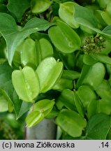 Dioscorea nipponica (pochrzyn nippoński)