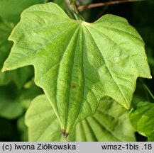 Dioscorea nipponica (pochrzyn nippoński)