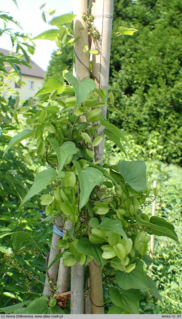 Dioscorea nipponica (pochrzyn nippoński)