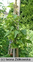 Dioscorea nipponica (pochrzyn nippoński)