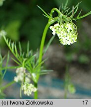 Conopodium majus (konopodium większe)