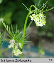 Conopodium majus