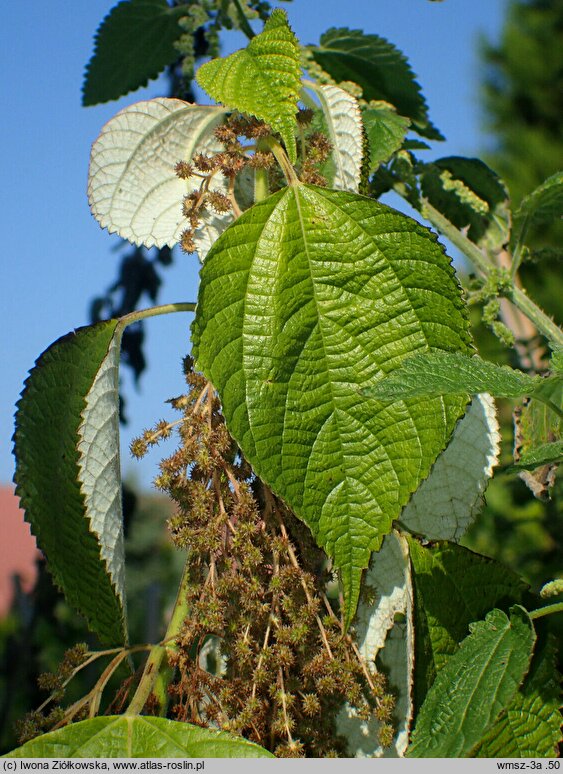 Boehmeria nivea (szczmiel biały)