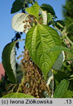 Boehmeria nivea (szczmiel biały)