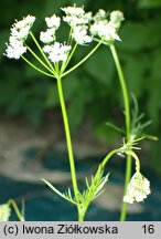 Conopodium majus (konopodium większe)
