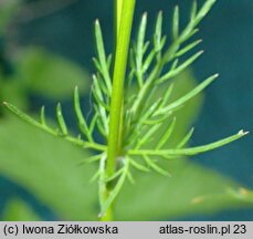 Conopodium majus (konopodium większe)