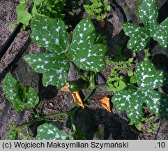 Cucurbita argyrosperma (dynia srebrnonasienna)