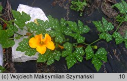 Cucurbita argyrosperma (dynia srebrnonasienna)