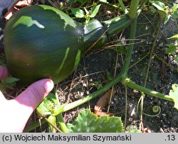 Cucurbita argyrosperma (dynia srebrnonasienna)