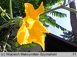 Cucurbita ficifolia (dynia figolistna)