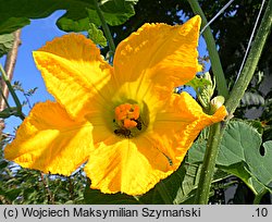 Cucurbita ficifolia (dynia figolistna)