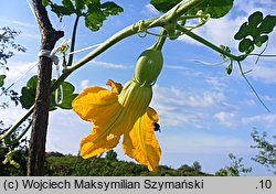 Cucurbita ficifolia (dynia figolistna)