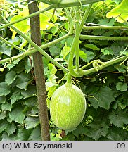 Cucurbita ficifolia (dynia figolistna)