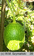 Cucurbita ficifolia (dynia figolistna)