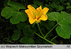 Cucurbita ficifolia (dynia figolistna)