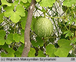 Cucurbita ficifolia (dynia figolistna)