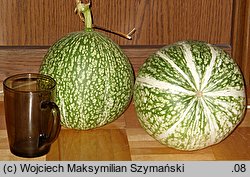 Cucurbita ficifolia (dynia figolistna)