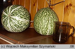 Cucurbita ficifolia (dynia figolistna)