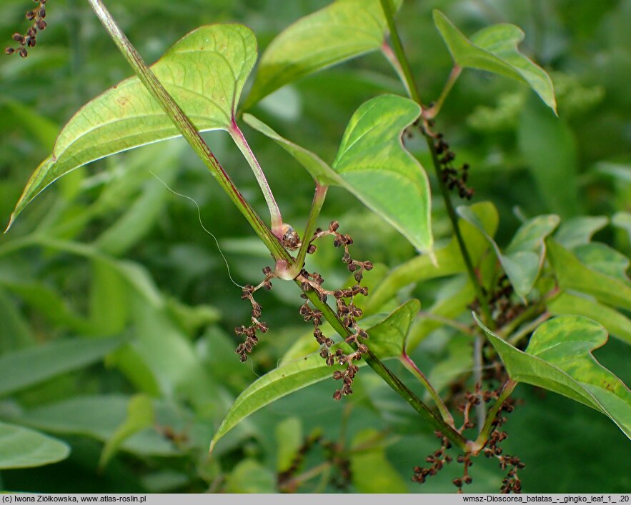 Dioscorea polystachya (pochrzyn chiński)