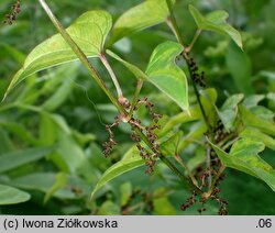 Dioscorea polystachya (pochrzyn chiński)