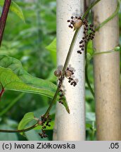 Dioscorea polystachya (pochrzyn chiński)