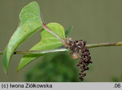 Dioscorea polystachya (pochrzyn chiński)