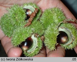 Castanea pumila (kasztan niski)