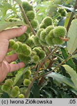 Castanea pumila (kasztan niski)