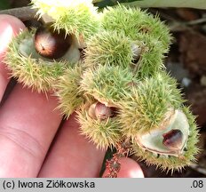 Castanea pumila (kasztan niski)