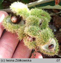 Castanea pumila (kasztan niski)