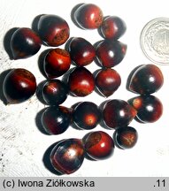 Castanea pumila (kasztan niski)