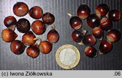 Castanea ozarkensis