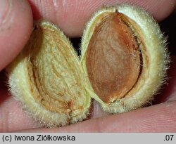 Amygdalus nana (migdałowiec karłowy)