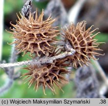 Medicago minima (lucerna kolczastostrąkowa)