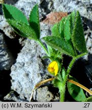 Medicago scutellata (lucerna gwieździsta)