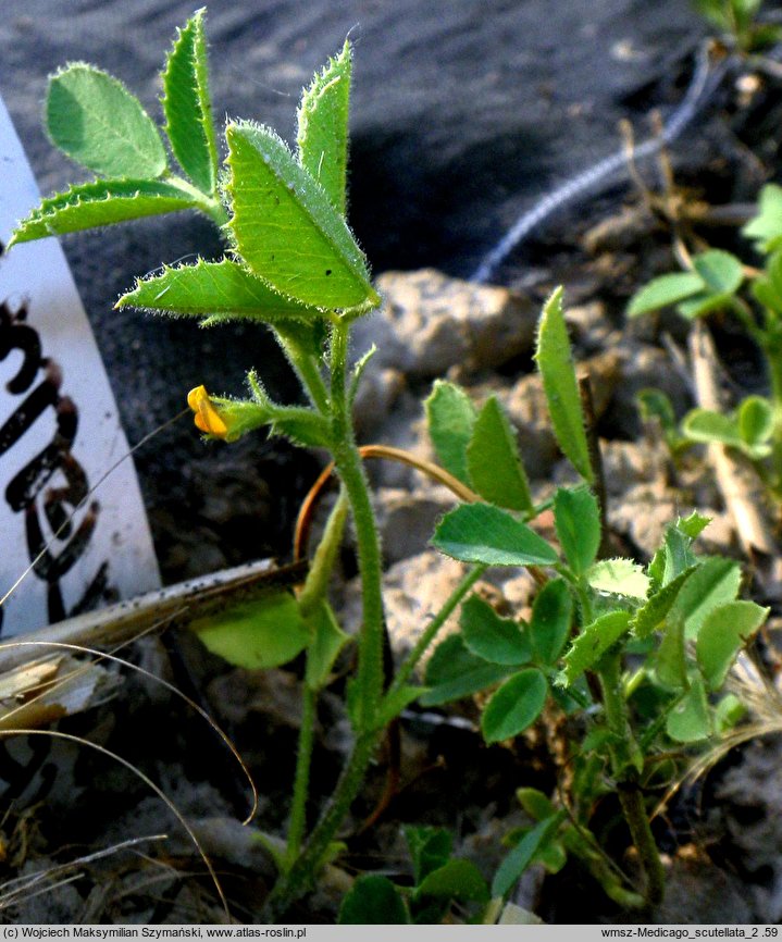 Medicago scutellata (lucerna gwieździsta)