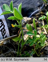 Medicago scutellata (lucerna gwieździsta)