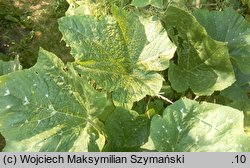 Cucurbita argyrosperma (dynia srebrnonasienna)