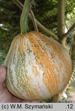 Cucurbita argyrosperma (dynia srebrnonasienna)