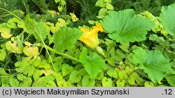 Cucurbita argyrosperma (dynia srebrnonasienna)