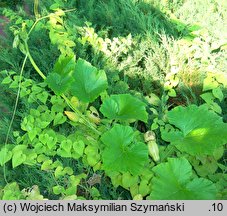 Cucurbita argyrosperma (dynia srebrnonasienna)