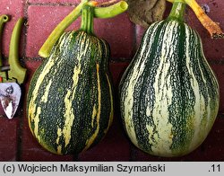 Cucurbita argyrosperma (dynia srebrnonasienna)