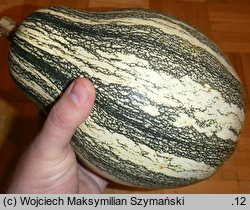 Cucurbita argyrosperma (dynia srebrnonasienna)