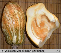 Cucurbita argyrosperma (dynia srebrnonasienna)