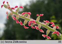 Juglans ailantifolia (orzech ajlantolistny)