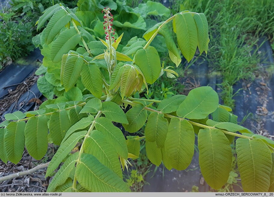 Juglans ailantifolia (orzech ajlantolistny)