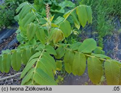 Juglans ailantifolia (orzech ajlantolistny)